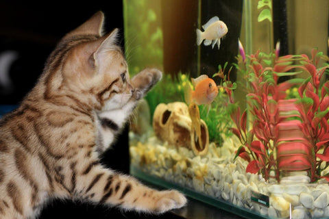Are you a New Fish Owner? 7 Essential Aquarium Supplies You Need