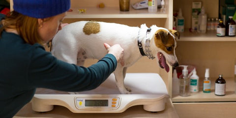 7 Ways to Help Your Pet Lose Weight