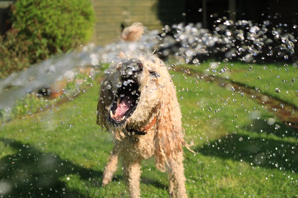 5 Natural & Cheap Ways to Keep Your Fur Babies Cool