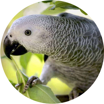 buy bird supplies, bird food, bird treats, bird perches, cuttlebones, bird supplements & health products, and bird cages online