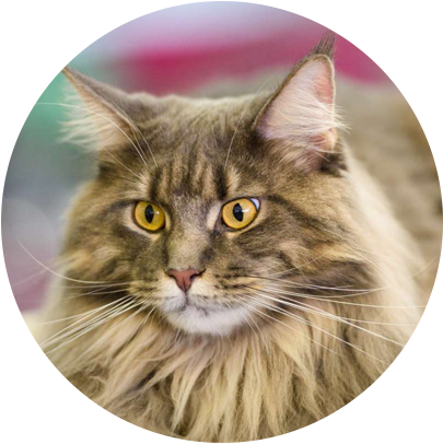 Buy cat supplies, cat food, cat treats, cat leashes and collars, cat bowls, cat carriers, cat drinking fountains, cat toys, cat flea & tick supplies and collars and sprays.