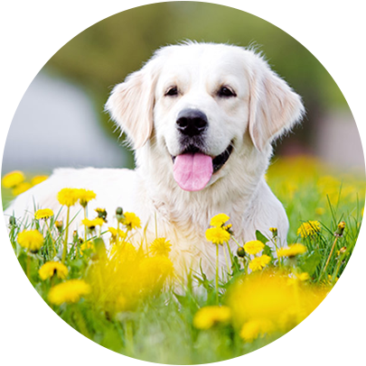 Buy dog supplies, dog & puppy food, dog & puppy treats, dog leashes and collars, dog bowls, dog carriers, dog drinking fountains, dog & puppy training products, dog flea & tick supplies and collars and sprays.