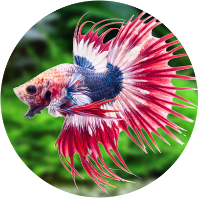 buy aquarium fish supplies, fish food, aquarium filters, aquarium tank decorations, airstones, aquarium plants, plant food, water treatments.