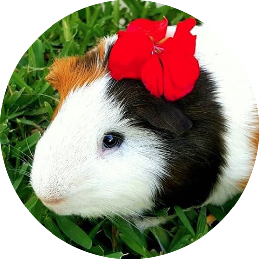 buy small pet supplies, buy guinea pig supplies, buy rabbit supplies, buy hamster supplies online, buy hamster cages, buy hamster and guinea pig toys cheap