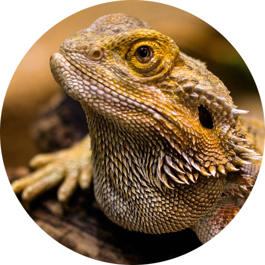 buy reptile supplies online, reptile cages, reptile food, reptile health products, terrariums, reptile cages, reptile lamps and heat lamps