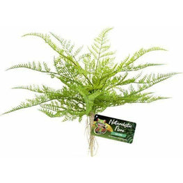 Zoo Med Reptile 1 count Zoo Med Naturalistic Flora Lace Fern