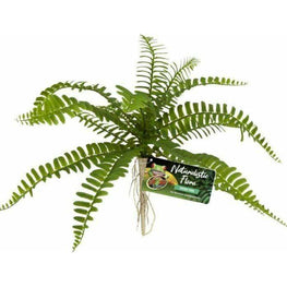 Zoo Med Reptile 1 count Zoo Med Naturalistic Flora Sword Fern